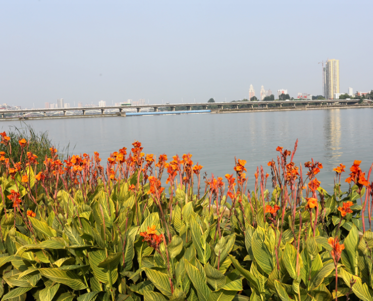 生态南阳：满城绿色半城水 一地风光遍地花