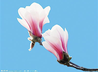 山好水好生态好 “宛花”争艳竞芬芳 —南阳市十大名花评选揭晓