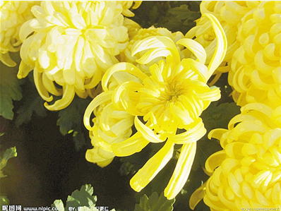 山好水好生态好 “宛花”争艳竞芬芳 —南阳市十大名花评选揭晓