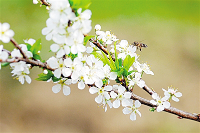 山好水好生态好 “宛花”争艳竞芬芳 —南阳市十大名花评选揭晓