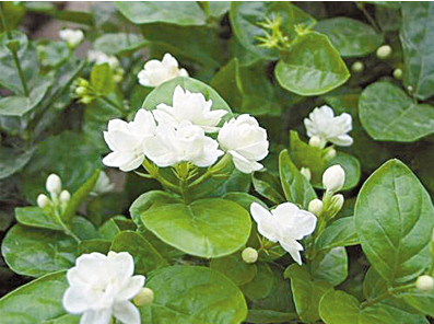 山好水好生态好 “宛花”争艳竞芬芳 —南阳市十大名花评选揭晓
